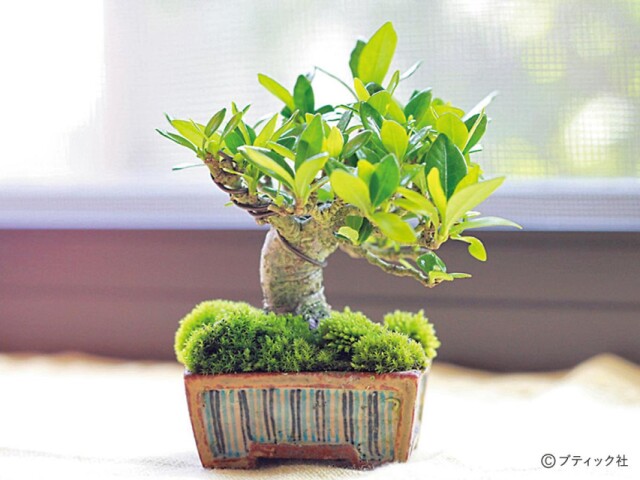 超ミニ盆栽の基礎 苗木を用意する について コラム 緑のgoo