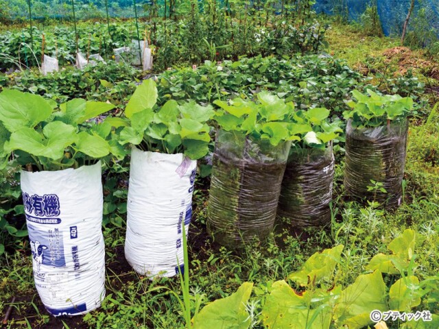 野菜作りのアイデア 培養土の袋栽培 やり方と実例 コラム 緑のgoo