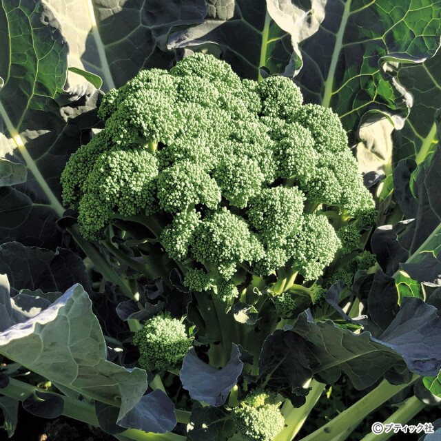 YD33_p18_main_1_1721380978