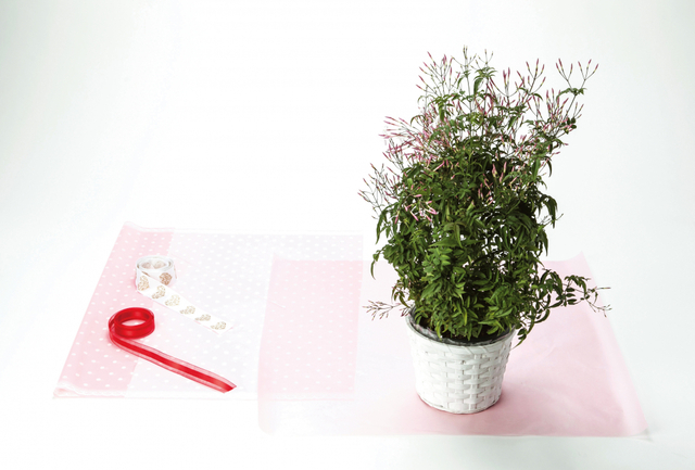 喜ばれるギフトラッピング 05 香るジャスミンの鉢植えギフト コラム 緑のgoo 喜ばれるギフトラッピング 05 香るジャスミンの鉢植えギフト コラム 緑のgoo