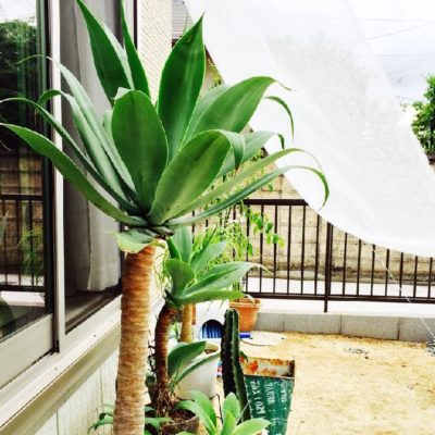 アガベアテナータの画像 by ひっさゆさん｜カフェみたいな暮らしコンテストと日よけと観葉植物と寒冷紗と多肉植物 (2015月7月21日)｜みどりでつながる🍀GreenSnap