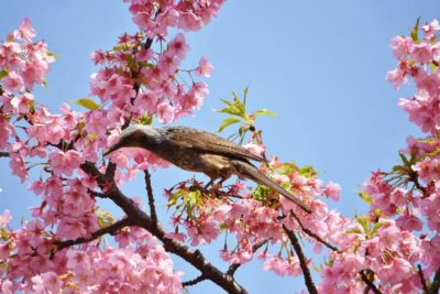 カワヅザクラの画像 by uekipediaさん｜生き物とと春到来！と春の訪れと街を歩けば (2016月3月9日)｜みどりでつながる🍀GreenSnap