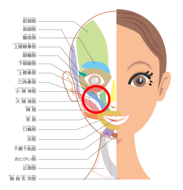 老け見え ゴルゴ線 解消 予防にも な 顔ヨガ 3つ コラム 緑のgoo
