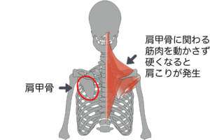肩甲骨周りの筋肉をまとめて動かす