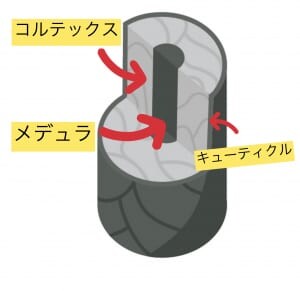 髪の構造と傷むメカニズム