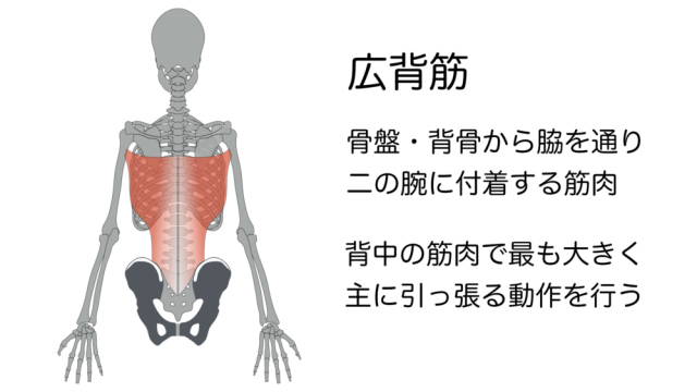 代謝UPを目指す！背中のハミ肉をなくすためのストレッチ