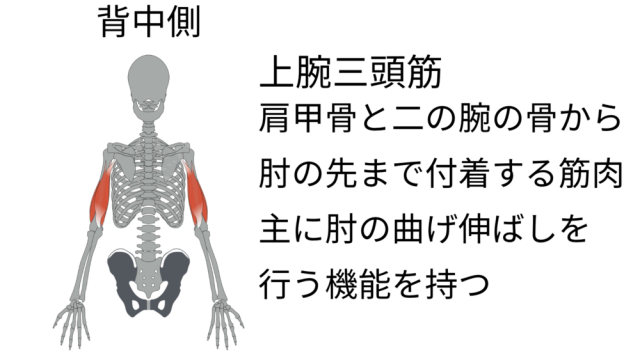 1日10回！たるみ二の腕を引き締める椅子エクサ
