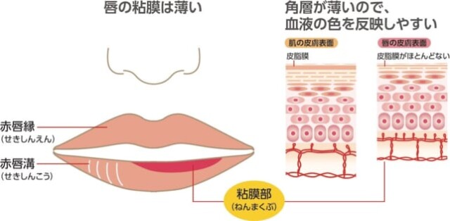 唇ケアの新常識！今年からすべきリップマッサージ