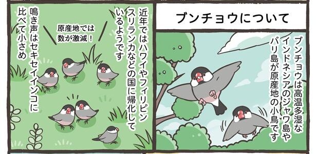 「ブンチョウとセキセイインコの違い」2/21