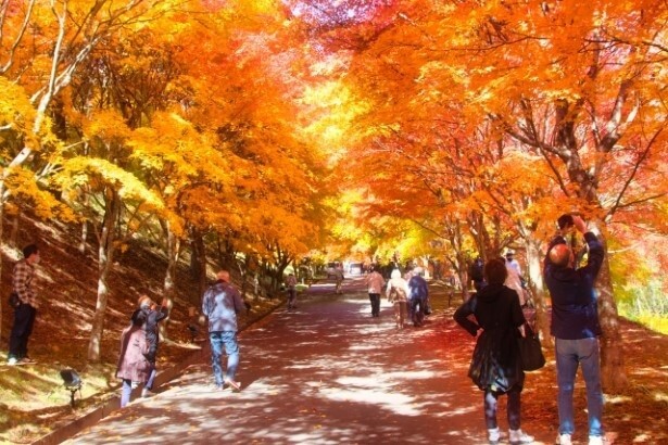 江戸時代にも紅葉の名所があちこちにあり、浮世絵にも数多く描かれている
