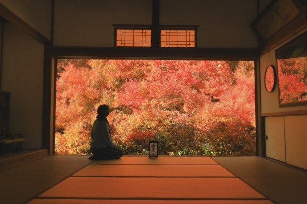緑色だった葉が、燃えるような赤に染まり、四季の移ろいの美しさを感じる