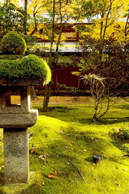 秋にも緑が感じられる「苔のエリア」も必見
