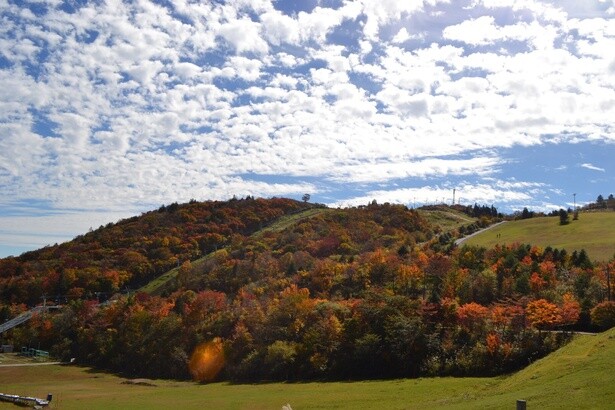 紅葉と青空のコントラストも見どころ／茶臼山高原の紅葉