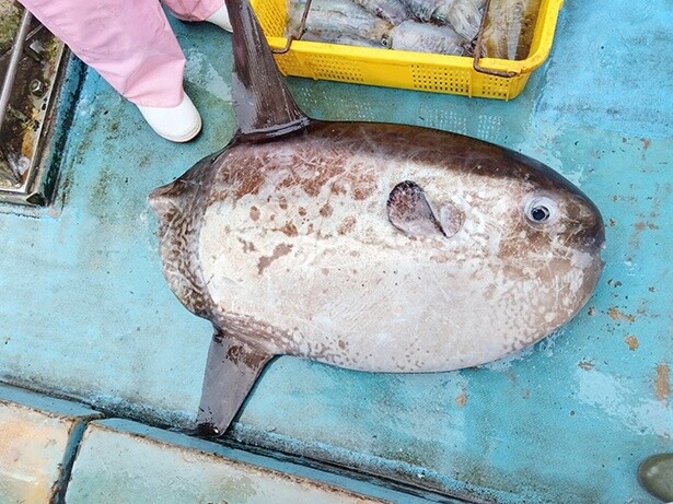 定置網にかかったマンボウ。このあと海へと返された