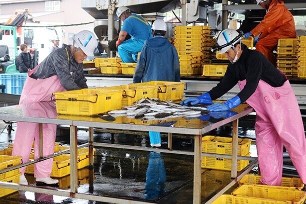 水揚げされた魚は、港で大きさや種類ごとに手早く選別される