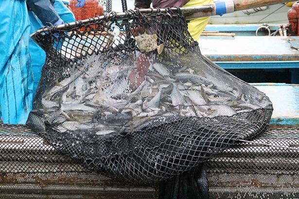 定置網漁で採れた宮津湾の魚