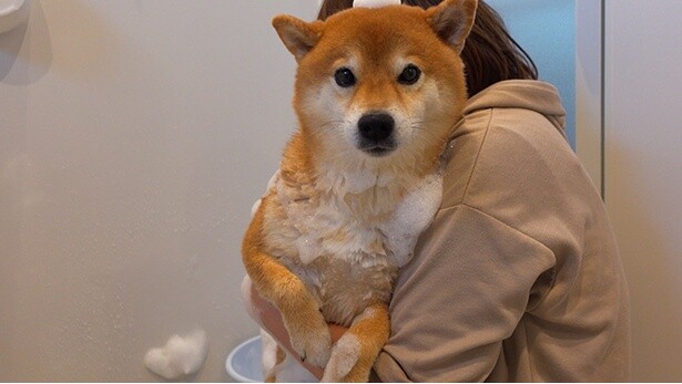 ママさんに抱っこされながら、洗われるはちくん