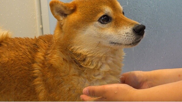 頭と首周りに泥パックを塗って…