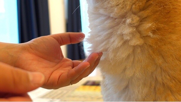 泥パックして、ふわふわの毛