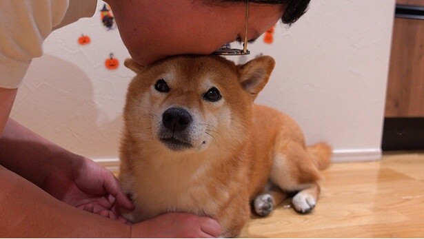 いい匂いで、パパさんの“犬吸い”も捗る