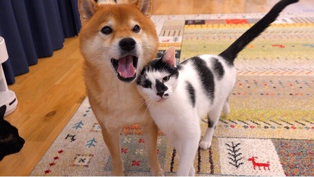 猫たちからもモテモテ！
