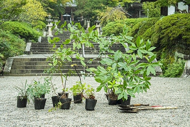 【写真】今回採取した実生苗