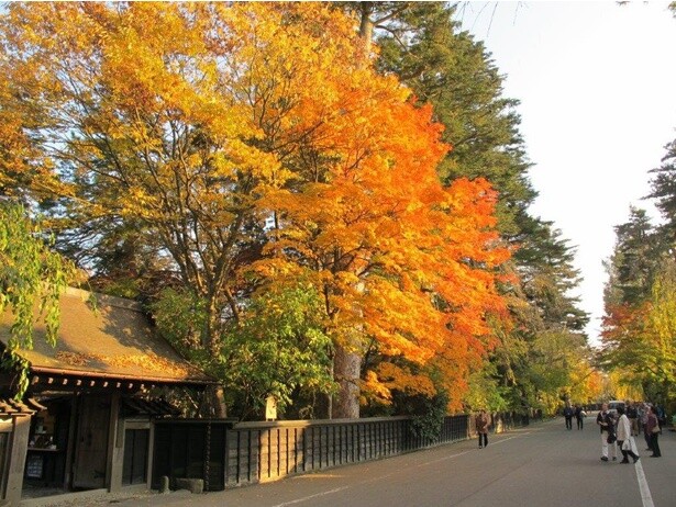 青柳家前の紅葉が夕日を浴びて輝く／角館の紅葉