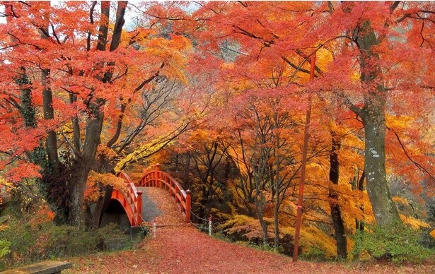鮮やかな紅葉が広がる／矢祭山