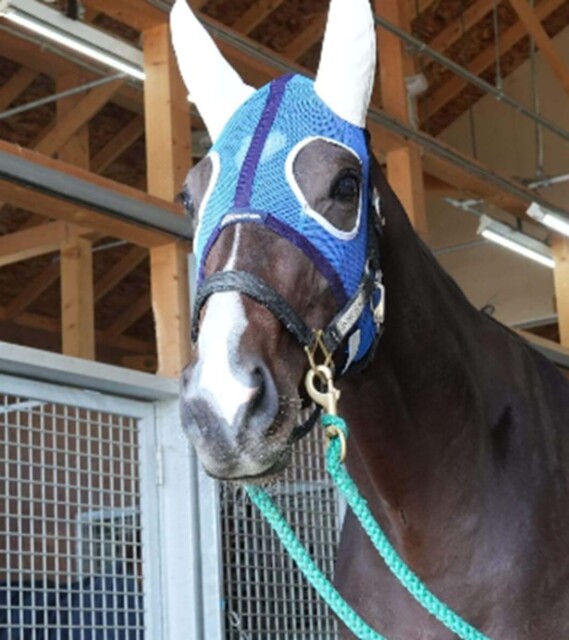 競走馬の顔に「メンコ」という装具を被せて落ち着かせることも