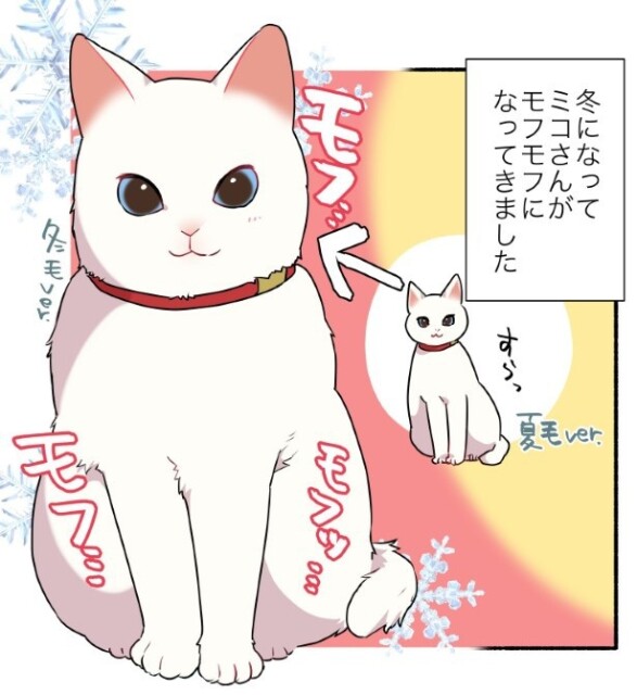 冬は猫がもこもこになって、モフモフ度がアップ！