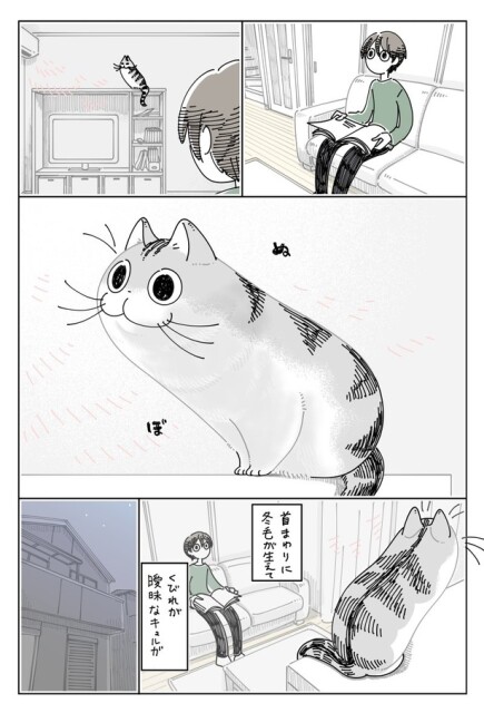 ネコ漫画】フサフサの冬毛が生えて風貌が変わる愛猫!?その姿に