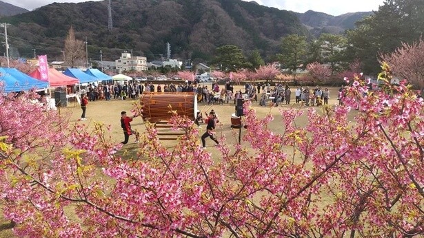 日本で一番早咲きと言われる桜「土肥桜」