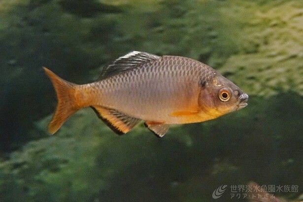 【写真】在来のタナゴの仲間、全16種類を展示！