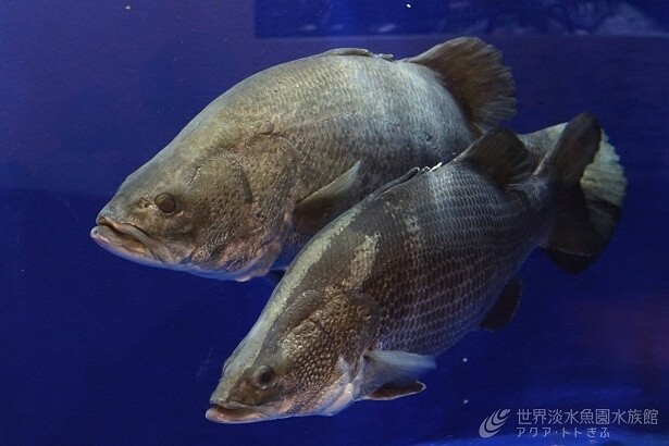 企画展では、いろいろな場所でくらす汽水・淡水魚たちを紹介