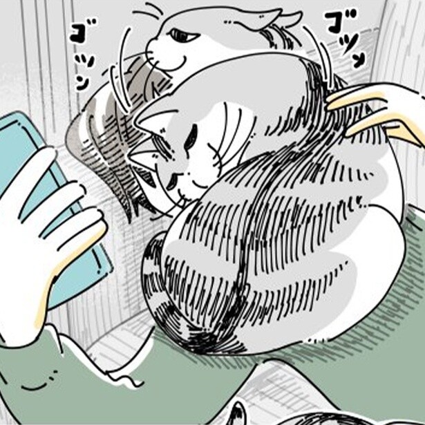 スマホを見る飼い主にヤキモチを焼く猫