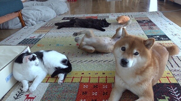 家の中で、みんなでまったり