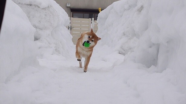 雪がたくさんでうれしそうに走るはちくん