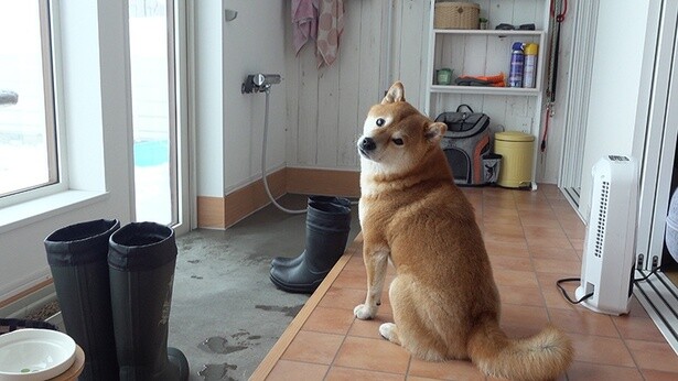 雪が大好きなはちくんは外に出たそう