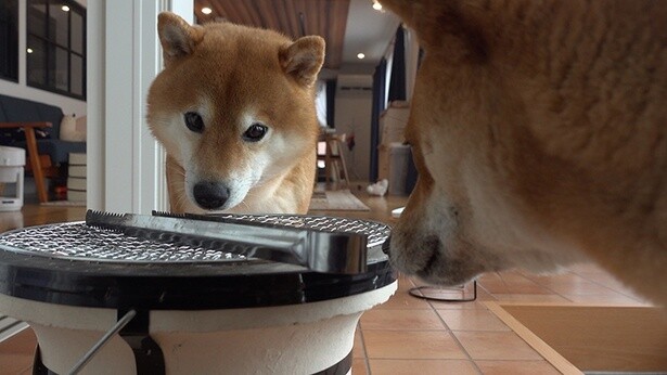 七輪に興味津々なはちくん