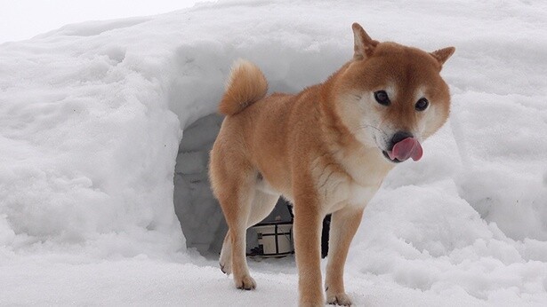 「ごちそうさまでした！」