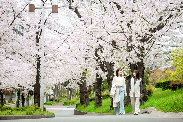 ホテル近隣の桜並木