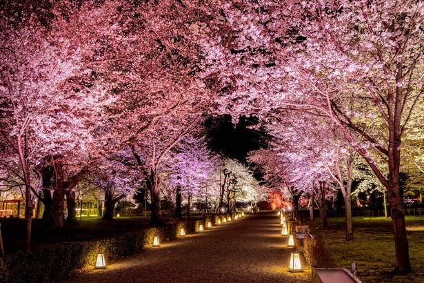 桜ライトアップ「桜颯(おうそう)」