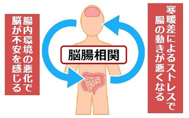 【画像】脳と腸が密接に関係し合う「脳腸相関」