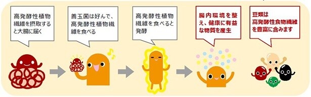 高発酵性食物繊維