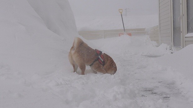 しかし、だんだん雪が強くなり…