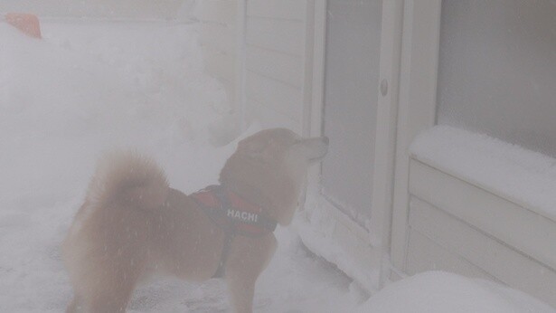 あまりの雪の強さに、はちくんもギブアップ