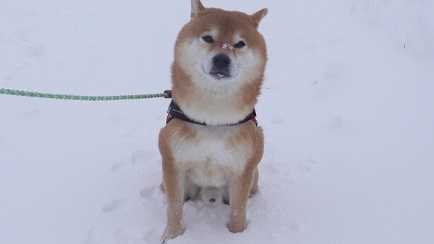 散歩中、あまりの吹雪に拒否犬になる場面も