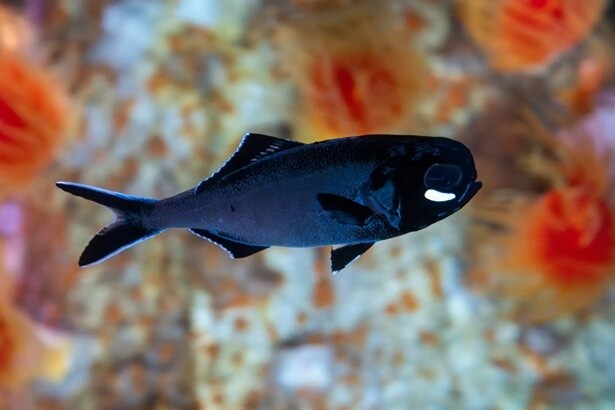 【写真】のぞき穴で観察!?ヒカリキンメダイ
