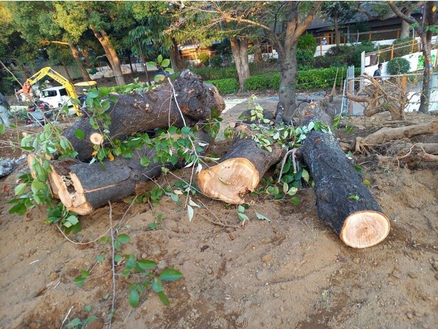 隅田公園で伐採された桜の木を活用