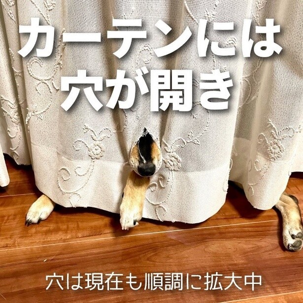 4月8日は柴の日2